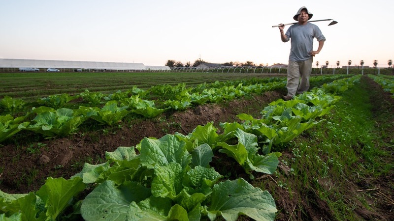 The largest parasite outbreak on record came in a bag of lettuce — and routine stool tests miss it